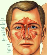 Nariz Imagen